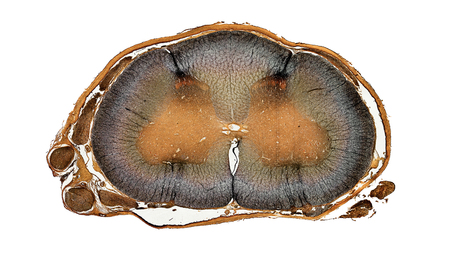 microscopic cross section of spinal cordの写真素材