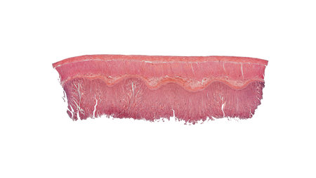 cross section of small intestine under a microscopeの写真素材