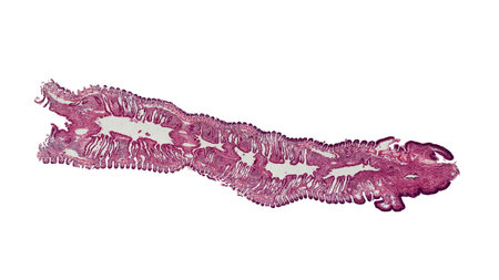 cross section cut of shell gills under the microscope