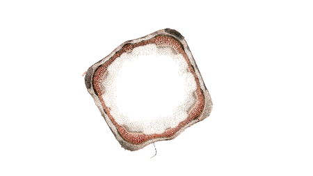 cross section cut of plant stem under the microscopeの写真素材
