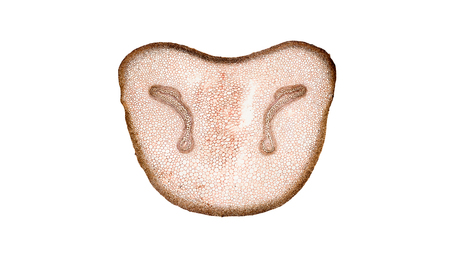 cross section cut of plant stem under the microscopeの写真素材