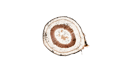 cross section cut of plant stem under the microscopeの写真素材