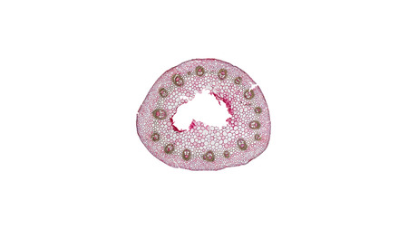cross section cut of plant stem under the microscopeの写真素材