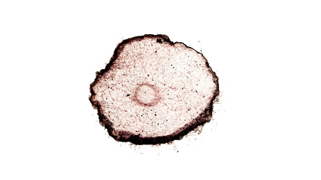 cross section cut of plant stem under the microscopeの写真素材
