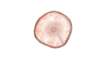 cross section cut of plant stem under the microscopeの写真素材