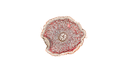 cross section cut of plant stem under the microscopeの写真素材
