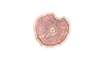 cross section cut of plant stem under the microscopeの写真素材