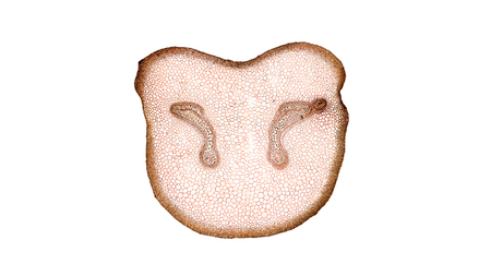 cross section cut of plant stem under the microscopeの写真素材