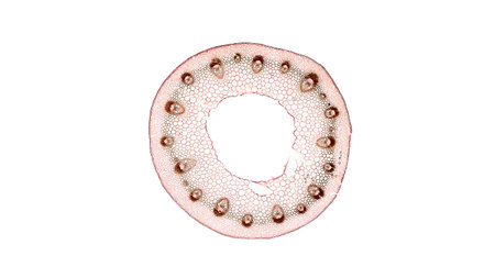 cross section cut of plant stem under the microscopeの写真素材