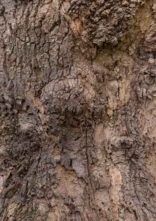magnolia - bark texture of an old tree in the forestの写真素材