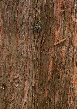Redwoodtree - bark texture of an old tree in the forestの写真素材