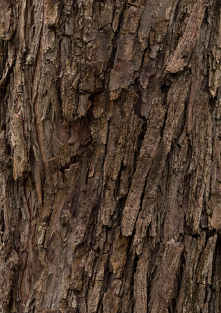 willow - bark texture of an old tree in the forestの写真素材