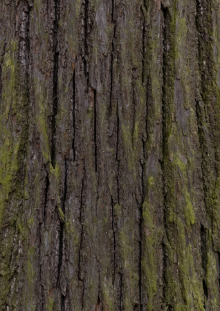 linden - bark texture of an old tree in the forestの写真素材
