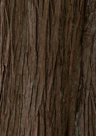 cypress - bark texture of an old tree in the forestの写真素材