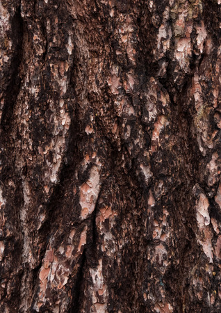 Pine - bark texture of an old tree in the forestの写真素材