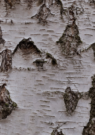 birch - bark texture of an old tree in the forestの写真素材