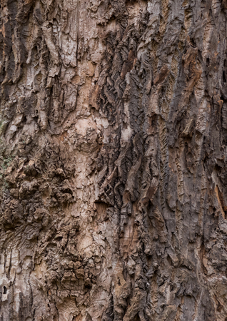 magnolia - bark texture of an old tree in the forestの写真素材