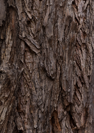 katsura - bark texture of an old tree in the forestの写真素材