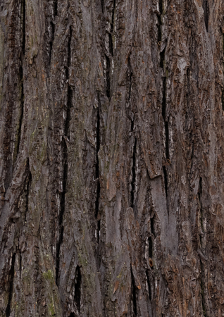 linden - bark texture of an old tree in the forestの写真素材