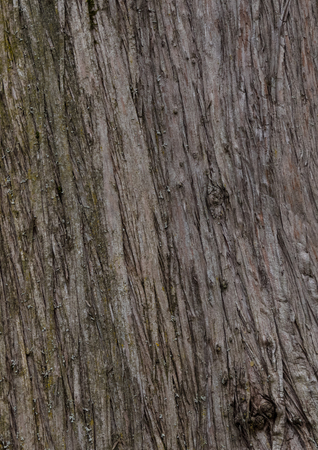 white cedar - bark texture of an old tree in the forestの写真素材