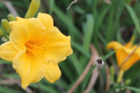Daffodilの写真素材
