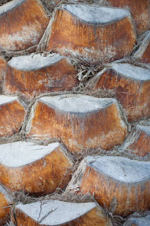 Palm Tree Trunkの写真素材