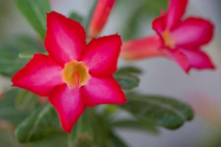 Red and Pink Flowerの写真素材