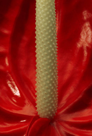Detailed macro shot of a tropical flowerの写真素材
