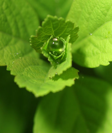 A small drop of water rests in a natural cup made of leaves.