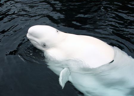 Beluga whale surfacingの写真素材