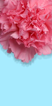 Beautiful macro of carnation flower over blue background の写真素材