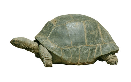 Giant turtle isolated on white with clipping path
