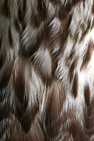 Macro of falcon feathersの写真素材