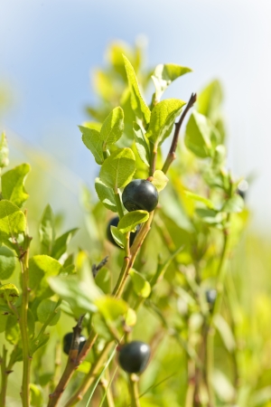 Ripe and ready wild blueberries on the bush - selective focusの写真素材