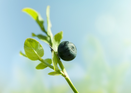 Ripe and ready wild blueberry on the bush - selective focusの写真素材