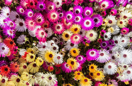 Multi colored daisies on a sunny dayの写真素材