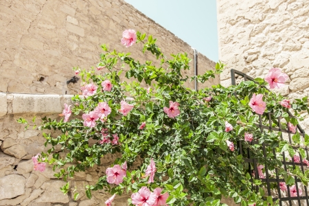 Beautiful flowers in Santa Barbara Castle in Alicante, Spainのeditorial素材