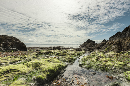 Serene landscape with seaweed and rocks on a summer day の写真素材
