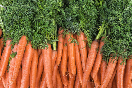 Fresh carrots at the marketの写真素材