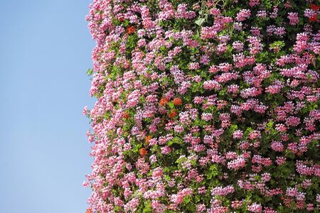 Blossoming beautiful flowers on a flat surfaceの写真素材
