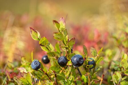 Close-up of ripe wild blueberries 
の写真素材