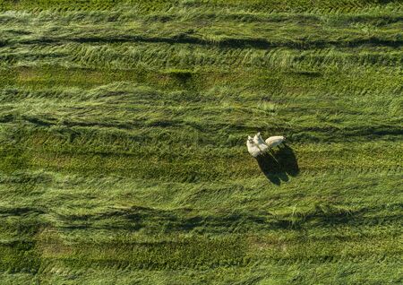 Sheep roaming a green grassy field 
の写真素材
