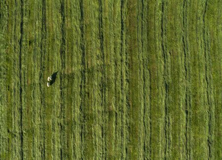 Sheep roaming a green grassy field 
の写真素材