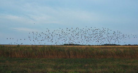 Flock of Birds over the Field at Susnet Light. Summer Timeの写真素材