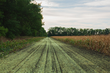 Rural Landscape. Country Road at the Side of a Cornfield at Sunset. Summer Timeの写真素材