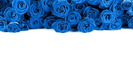Border of fresh trendy classic blue garden roses isolated on white backgroundの写真素材