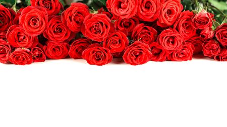 Border of fresh red garden roses isolated on white backgroundの写真素材