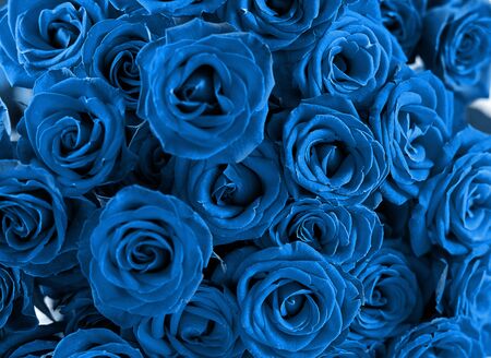 Classic Blue Close up view of natural roses. Abstract classic blue backdrop, color trendy 2020 concept.の写真素材