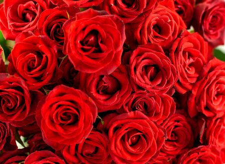 Close up view of natural red roses.Valentins Day conceptの写真素材