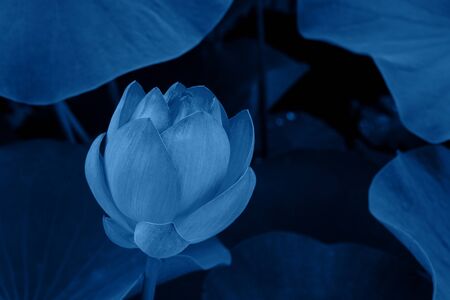 Beautiful Lotus Flower and Lotus Flower Plants .の写真素材